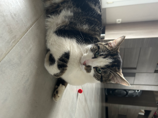 Joon