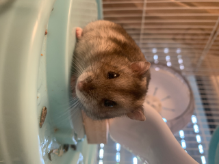 Bob
