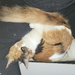 Satine