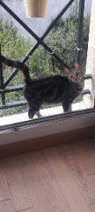 Sweety