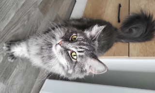 Laïka
