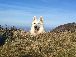 Pongo