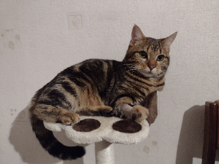Tigrou