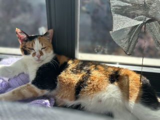 Nala
