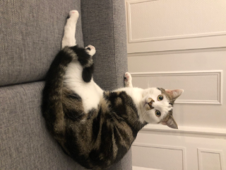 Titi