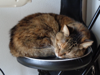 Missy