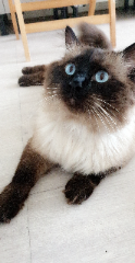 Bibi