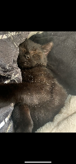 Vassariah