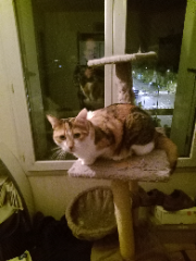 Photo de Croquette