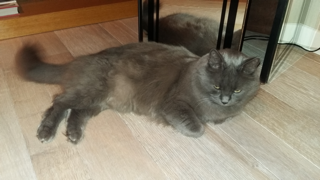FILOU