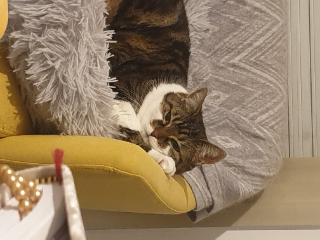 Moky