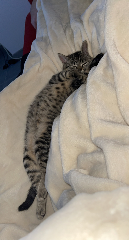 Tia
