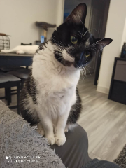 Floki