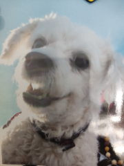 Snoopy