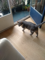 Watson
