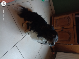 Paco