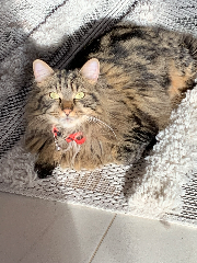 Maya