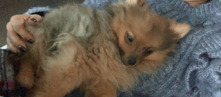 Mylo
