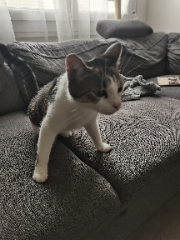 Tambouille