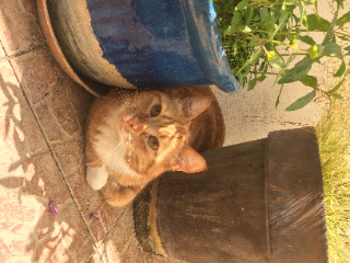 Photo de Marley