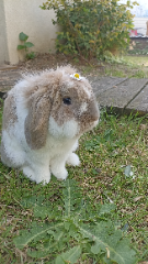Bobby