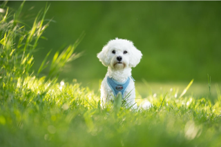 Photo de Remymae Maialen "Remy"