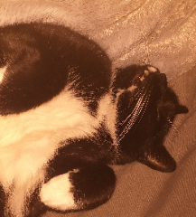 Oreo