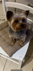 Chewbacca