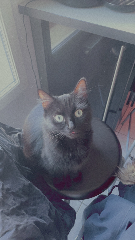 Kaïna