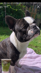 Photo de Roméo dit Roro !