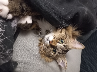 Koda