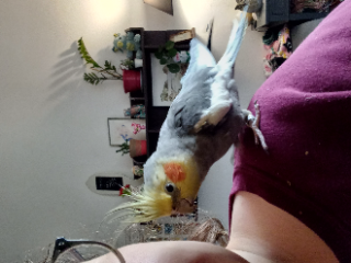 Kiwi