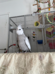 Edison