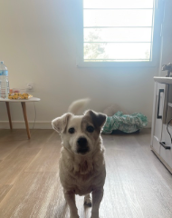 Nala