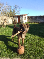 Photo de Sako