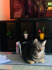 Raj