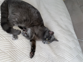 Photo de Gumuş(gumuch)