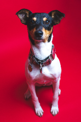 Pablo