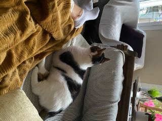 Photo de Minou