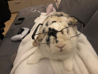 Canelle