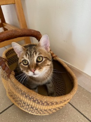 Noisette