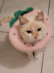 Photo de Mimolette (Mimo)