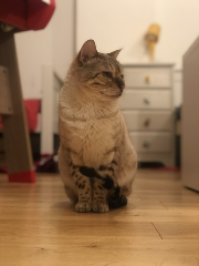 Simba