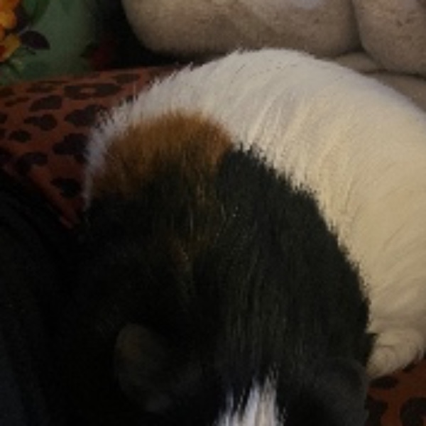 Photo de Noisette