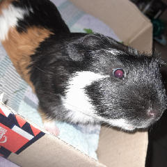 Pumba