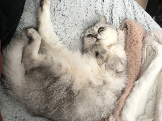 Mimi