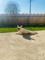 Photo de Snow pop