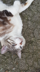 Bébé Nougat