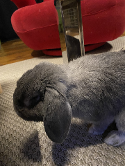 Benjy