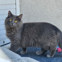 Maya